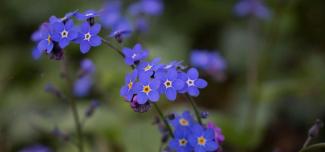 Purple Flowers