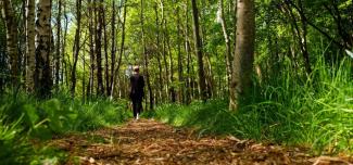 Woodland Path