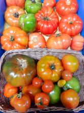 Multicoloured tomatoes